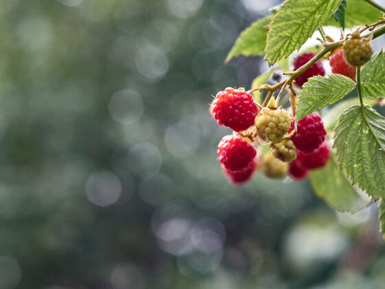 生花园里成熟的红莓植物成熟水果