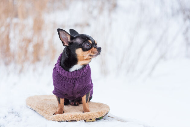 可爱寒风中的小狗夹克冬天吉娃娃穿着冬天的衣服在雪上哺乳动物品种动物
