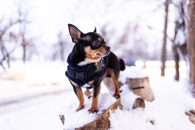 服装寒风中的小狗夹克冬天吉娃娃穿着冬天的衣服在雪上小宠物美丽