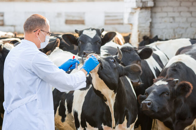 自然兽医在农场养牛健康食品和饮料长袍兽医牲畜