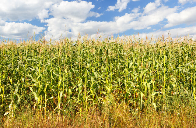 景观蓝天下的玉米农场玉米蓝色粮食