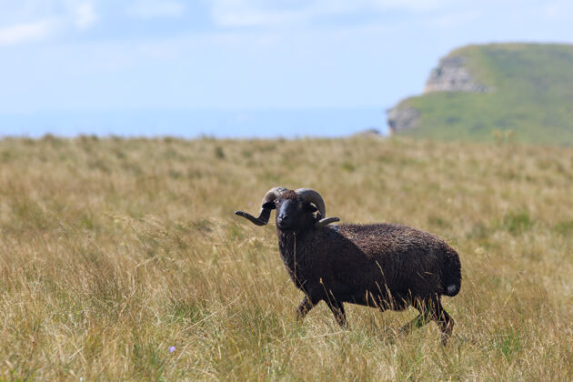 夏天森林里的高山牧场 供绵羊和公羊享用农业公羊羊