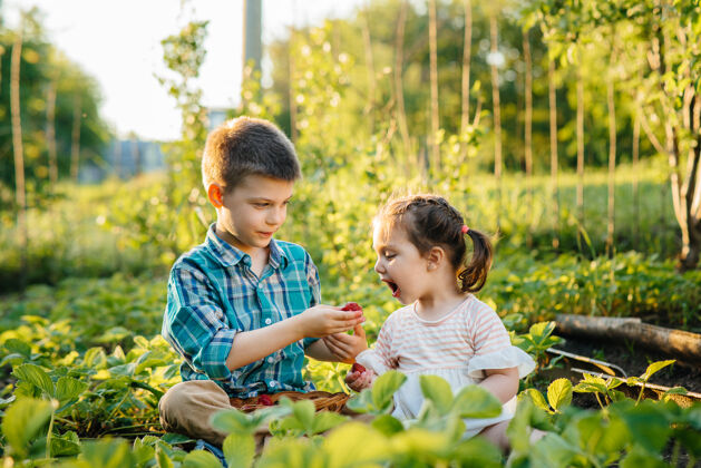 幼儿园可爱快乐的学龄前小弟弟妹妹在阳光明媚的夏日 在花园里采集和食用成熟的草莓快乐的童年健康环保的作物享受帮助草莓