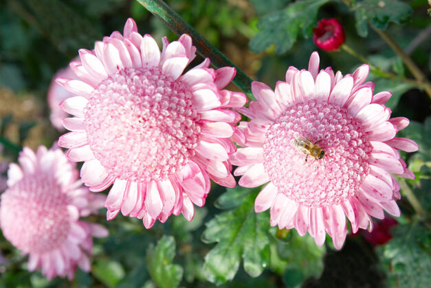 花甜美的粉红菊花花朵花园甘菊