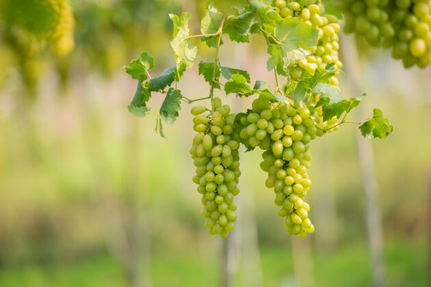 绿色葡萄园里的葡萄树和一束白葡萄营养饮食葡萄