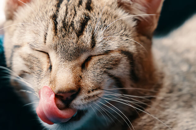 动物主题条纹懒猫在舔嘴唇宠物在篮子里放松家畜在休息粉红色的舌头睡眠嘴唇耳朵