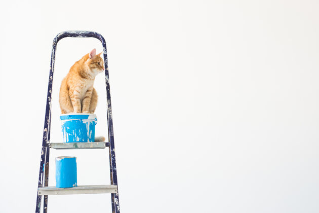 猫修理 粉刷墙壁 猫坐在梯子上滚轴重塑油漆
