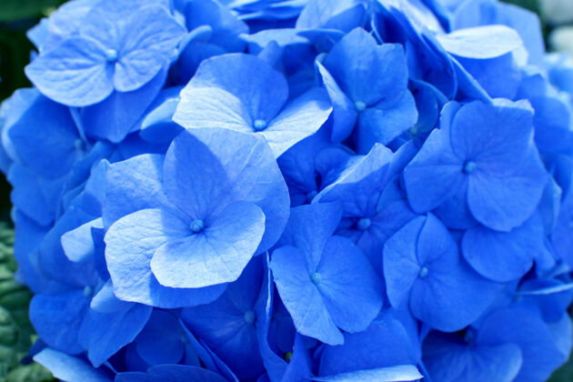 开花美丽娇嫩的蓝色绣球花花园花瓣开花