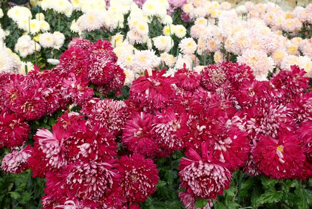 许多深粉色和白色菊花的田野菊花自然花束