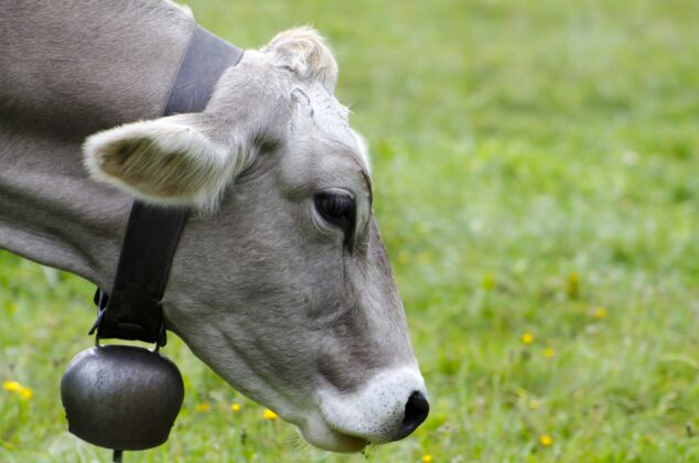 牛奶绿色景观上的牛头特写镜头动物农业奶牛