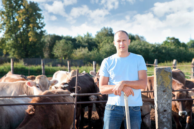 工作农夫在农场里和奶牛一起干活苗圃邮政时间