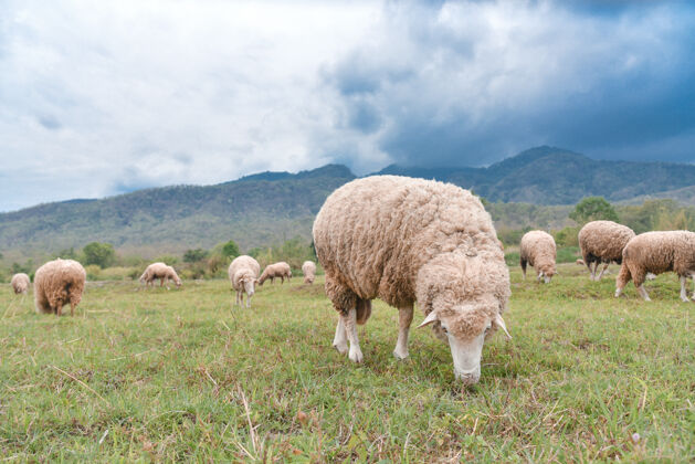 动物羊群在乡村的绿地上吃草季节美丽牧场