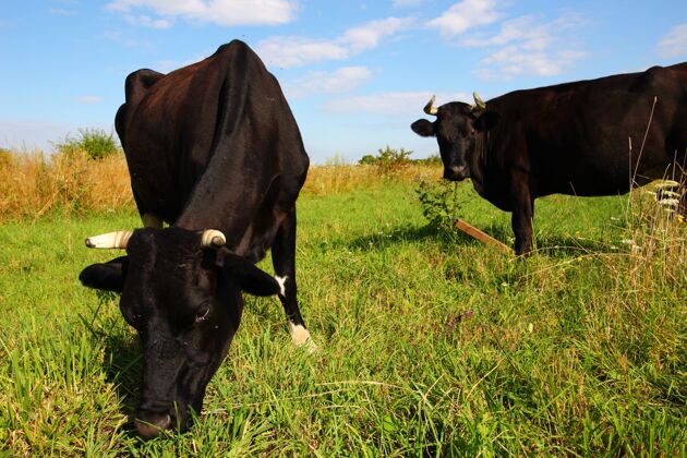 农村村里的奶牛在夏天吃草牧群牛肉天空