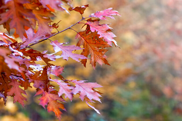公园秋天的红橡树叶子上一片五颜六色的模糊多彩景观红橡树