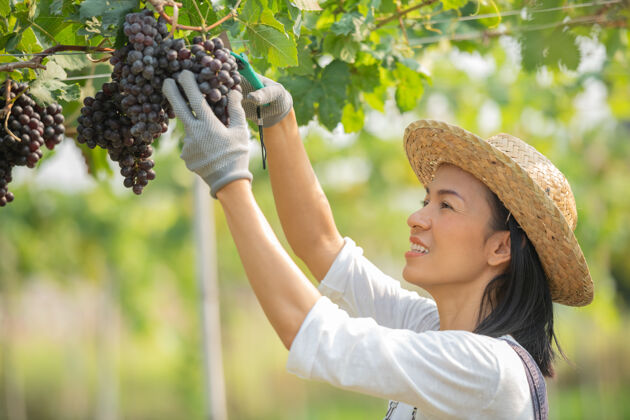 食物快乐的微笑欢快的葡萄园女穿着工作服和农家礼服草帽葡萄藤酒厂收获