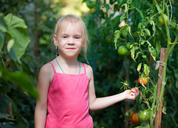 农场温室里的小女孩正在收获西红柿儿童乡村乡村