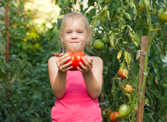 乡村温室里的小女孩正在收获西红柿农业采集收获