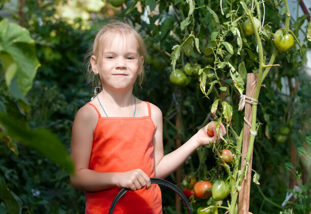 肖像菜园-可爱的园丁 收获成熟的西红柿农业植物学食品