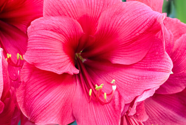 特写春天美丽的粉红色的石蒜花自然美丽季节
