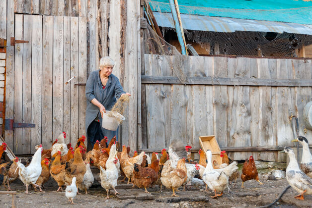 繁殖农妇拿着一桶鸡饲料健康家畜牧场