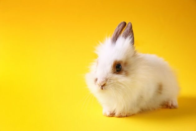 动物可爱的毛茸茸的彩色兔子品种自然动物