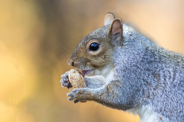 野生动物选择性聚焦拍摄松鼠吃坚果公园森林松鼠