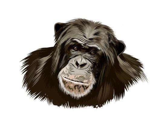 手绘猴子黑猩猩头像由水彩泼洒而成 彩绘而成动物猴子头