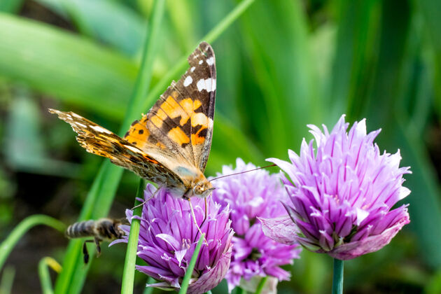 生物蝴蝶在三叶草上蜜蜂飞向花朵花卉野生动物蜜蜂