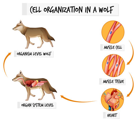 解剖学狼的细胞组织图系统内部细胞核