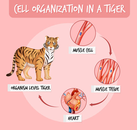 解剖老虎的细胞组织图动物动物微生物学