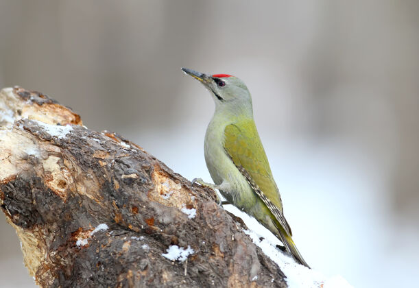 野生一只公的灰头啄木鸟坐在森林喂食器上 手里拿着雪原木雄性姿势