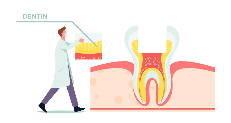 解剖健康牙齿解剖与结构图解医学十字部分