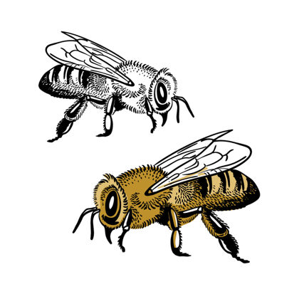 蜂蜜蜜蜂被隔离了素描野生动物蜜蜂