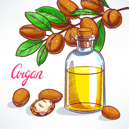 棕色带水果的阿甘树枝和一瓶阿甘酒oil.hand-画图摩洛哥树枝营养