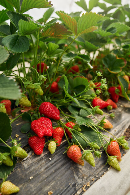 生长温室里生长着一排排新鲜的有机草莓生长自然地面