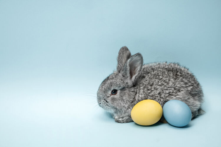 礼物在蓝色背景上画彩蛋的复活节兔子复活节假期概念兔子复活节季节