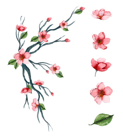 花卉手绘水彩花卉艺术套装绘图安排水彩