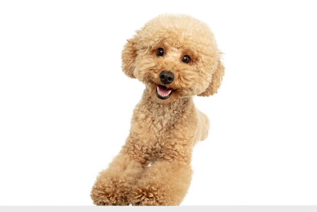 游戏快乐可爱可爱的马尔蒂波棕色小狗或宠物摆姿势隔离在白色墙壁上运动概念 宠物的爱 动物的生活看起来快乐 有趣广告的复制空间玩 跑乐趣狗视图