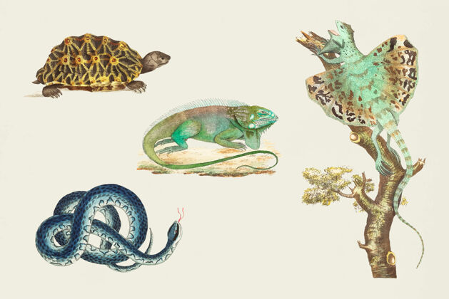 团体彩色复古套装蜥蜴生物学动物集