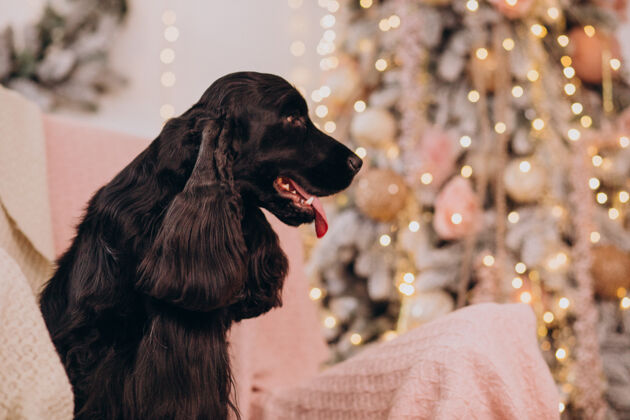 圣诞装饰可爱的狗坐在圣诞树旁的椅子上纯种狗圣诞树