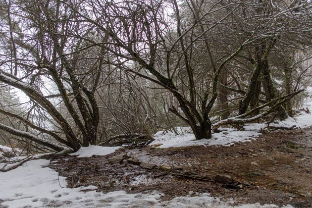 冰冬天森林里的树被雪覆盖了雪季节松树