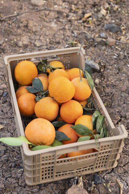 有机用装满橙子的盒子作曲热带多汁橘子树