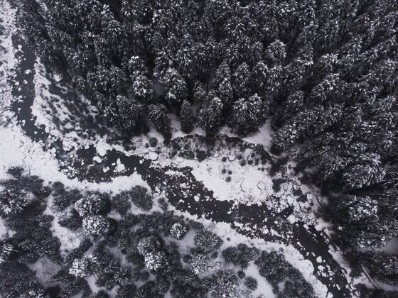 冰空中拍摄森林里美丽的雪松生态景色环境