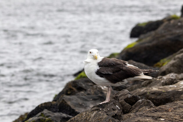 焦点一只巨大的黑背海鸥在海边岩石上的美丽镜头海鸟石头鸟