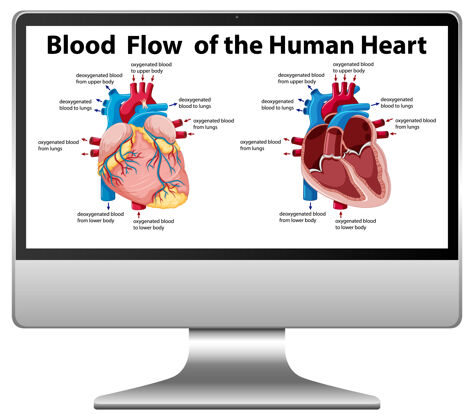 路径电脑屏幕上的人体心脏血流图症状生物血液