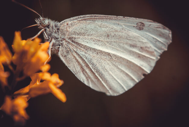 昆虫黄色花朵上蝴蝶的特写镜头翅膀动物春天