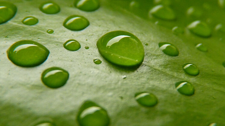 亮绿叶上水滴的宏观照片微小自然白天