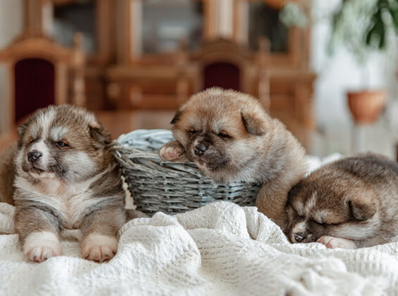 特写有趣的新生小狗睡在毯子上的篮子旁边毛茸茸的狗玩