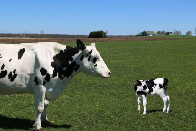 村庄黑白相间的母牛抱着小牛站在地里乡村野生春天