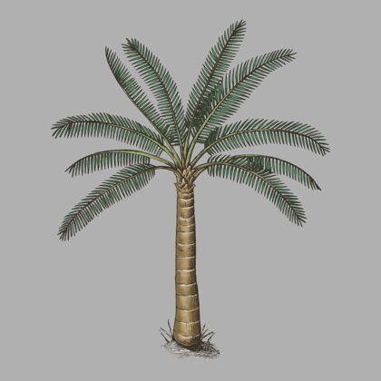 叶棕榈树孤立了植物素描热带